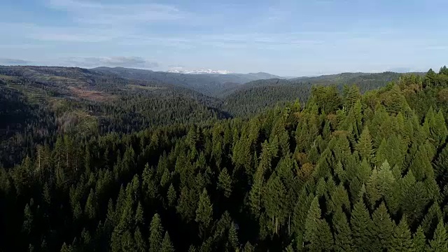 靠近树顶的北加州内华达山脉茂密的森林，无人机拍摄视频素材