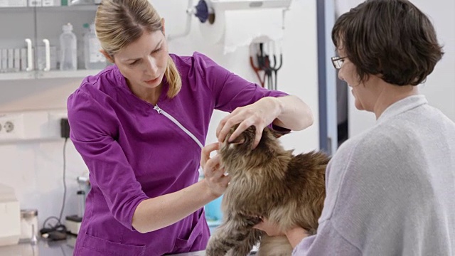 女兽医在办公室检查一只缅因猫的牙齿视频素材