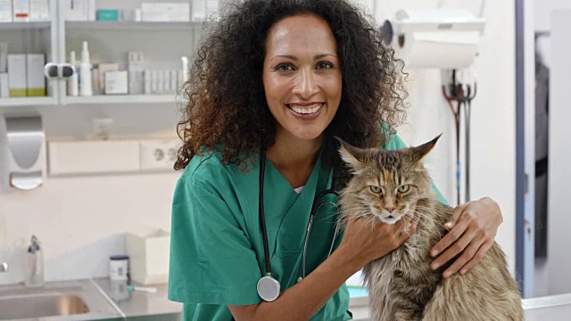 一位女兽医在办公室的检查台上抚摸一只缅因猫的肖像视频素材