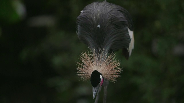 黑冠鹤的慢动作拍摄视频素材