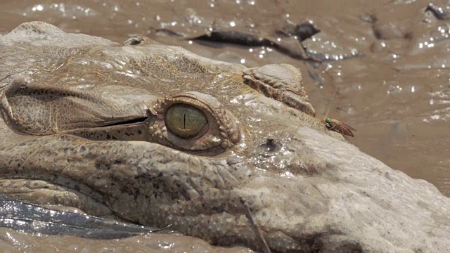哥斯达黎加河中的野生鳄鱼。视频下载