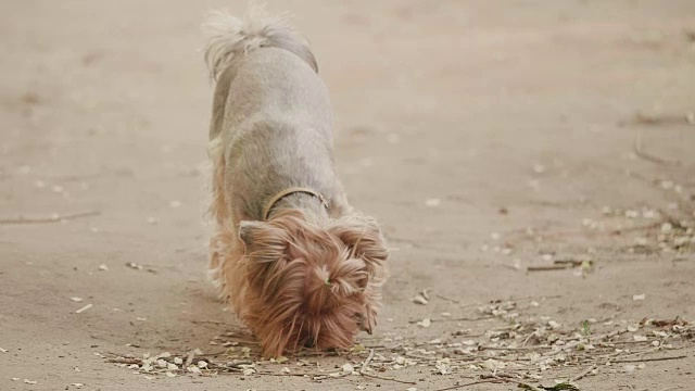约克郡犬嗅在地上寻找狗本能慢动作视频，在一个棕色的背景。生活方式宠物狗概念视频素材