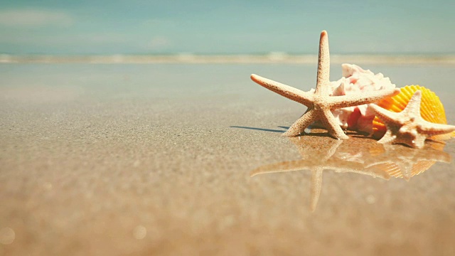 沙滩上的海星和贝壳，清新的热带夏季背景，4K Dci分辨率视频下载