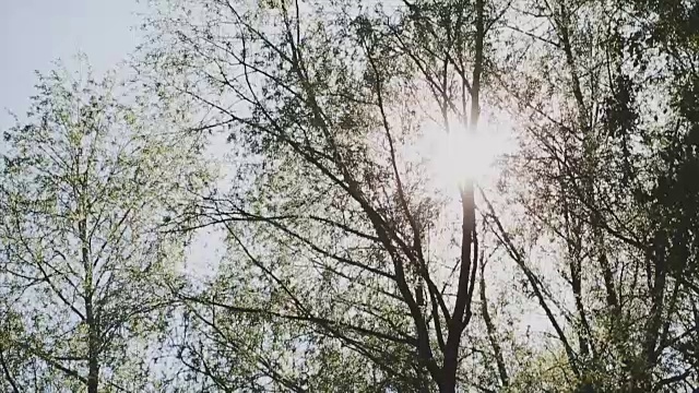 阳光透过树枝和树叶照射下来视频素材