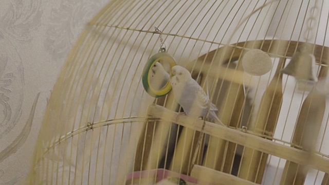 一只蓝色的鹦鹉跳到了房子里的一个笼子上视频素材