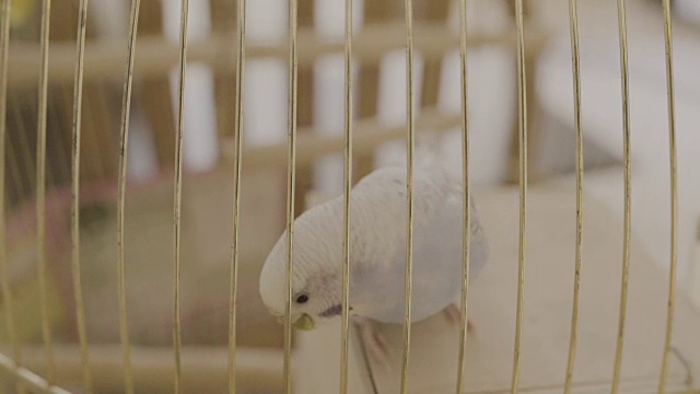 一只蓝色的鹦鹉跳到了房子里的一个笼子上视频素材