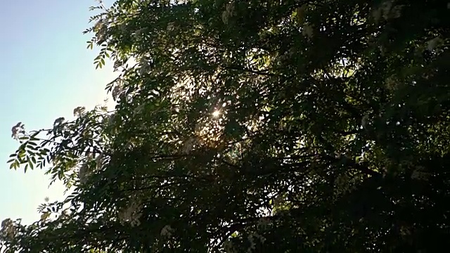 阳光透过树枝和树叶照射下来视频素材