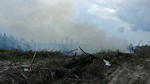 印尼棕榈油种植园的雨林破坏视频素材