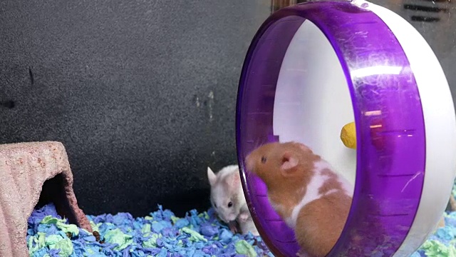 好玩的仓鼠在宠物商店的笼子里玩轮子的动作视频素材