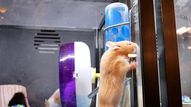 滑稽的仓鼠爬进笼子里的动作视频素材