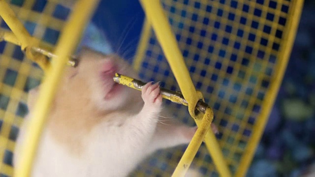 搞笑仓鼠在宠物商店的笼子里磨牙的动作视频素材