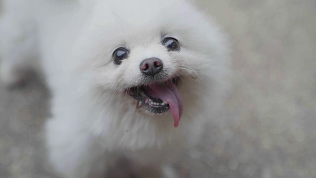 白博美犬可爱的宠物快乐的微笑。视频素材
