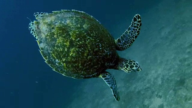罕见的水下遭遇极度濒危的玳瑁海龟(Eretmochelys imbricata)视频下载