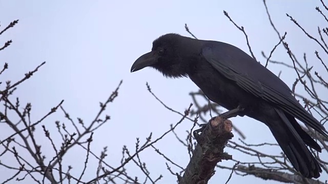4k:树上的黑乌鸦视频下载