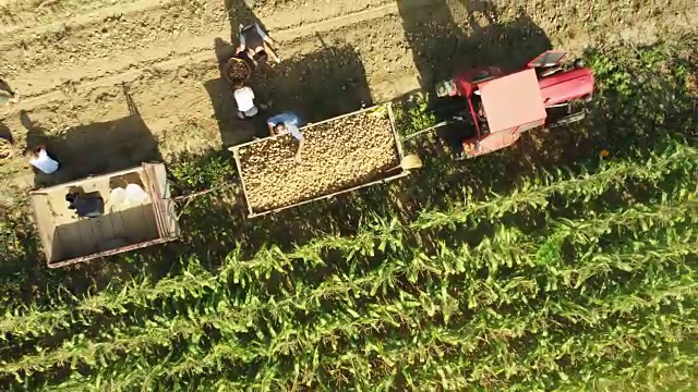 无人机视角的农民和工人在阳光充足的农村田野里收获土豆作物，实时视频下载