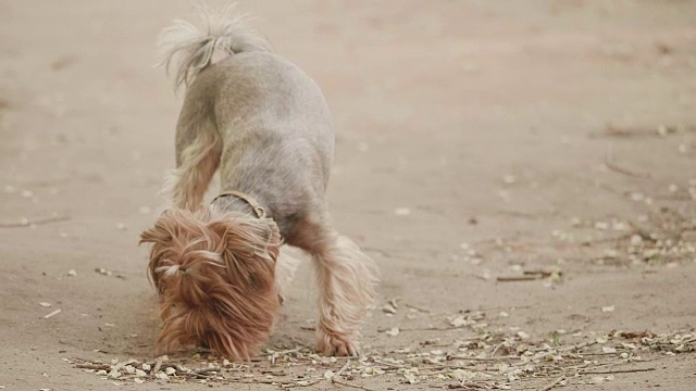 约克郡犬嗅嗅在地上寻找一只狗本能慢动作视频，以棕色的生活方式为背景。宠物狗的概念视频素材
