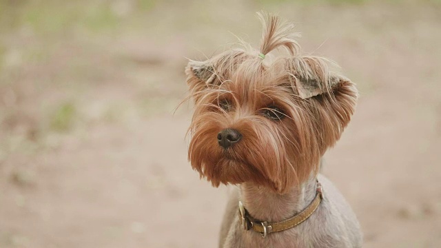 约克郡犬看着摄像机在一个头部拍摄的慢动作视频，在一个棕色的背景。宠物生活方式狗概念视频素材