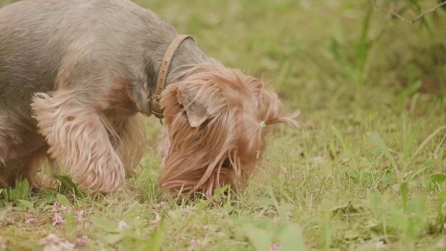 约克夏草犬嗅嗅在地上寻找一只狗本能慢动作视频，背景是棕色。宠物狗概念生活方式视频素材