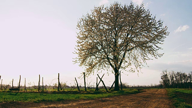 农民在田园诗般的乡村田野里，沿着土路走向树，慢镜头视频素材