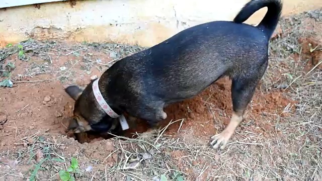 狗在地上挖洞视频素材