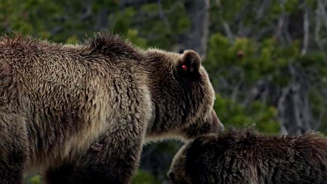 TS 4K大灰熊和小熊亲吻/舔彼此的照片视频素材