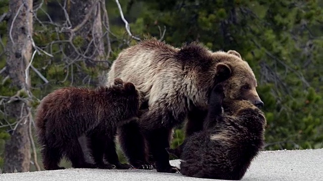 TS/MS 4K拍摄到一只灰熊和小熊站在路上视频下载