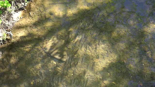 河中的鱼在浅溪中不受水流的影响视频素材