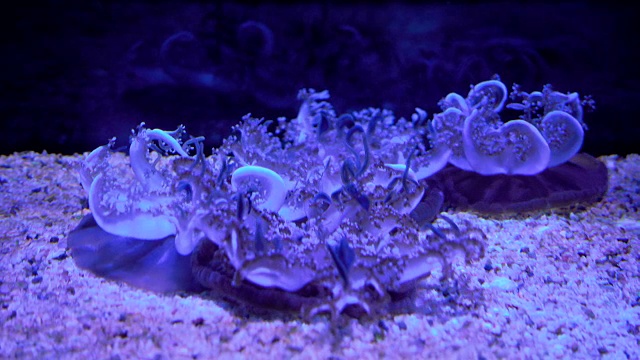 海月水母在夜间的舒缓运动视频素材