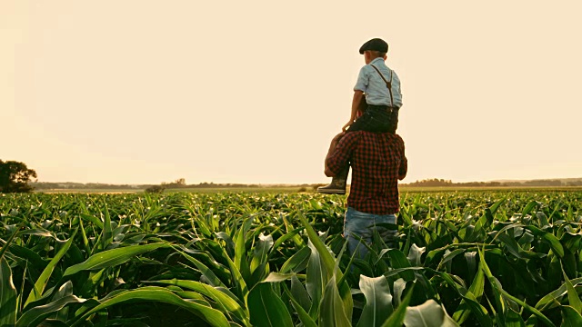 男农民肩上扛着儿子，在阳光明媚、田园诗般的乡村玉米地里，实时拍摄视频素材