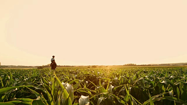 男农民肩上扛着儿子，在阳光明媚、田园诗般的乡村玉米地里，实时拍摄视频素材