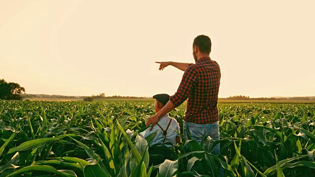 男农民和儿子在阳光明媚、田园诗般的乡村玉米地里聊天击掌视频素材