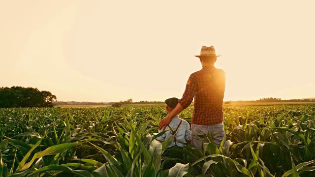 男农民和儿子在阳光明媚、田园诗般的乡村玉米地里聊天击掌视频素材