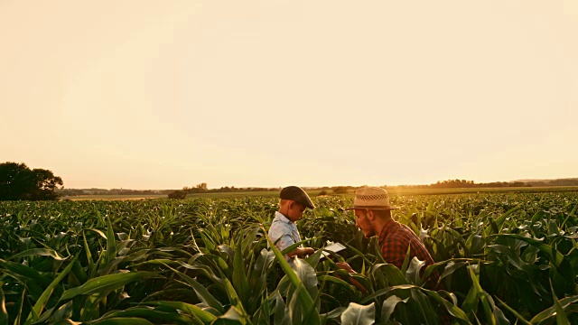 男农民和儿子拿着数字平板电脑在阳光明媚、田园诗般的乡村玉米地里实时交谈视频素材