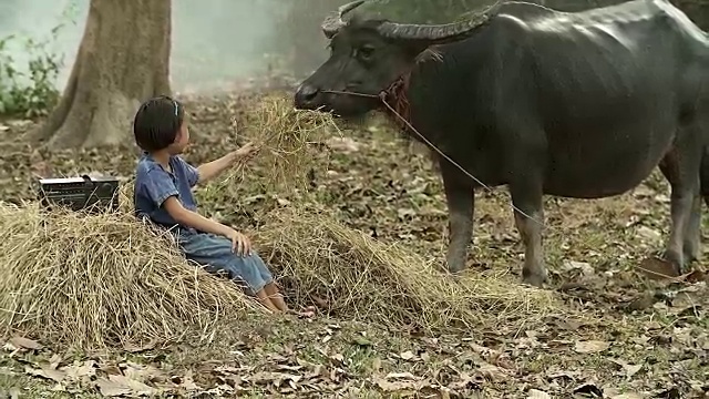 亚洲女孩喂干草给她的水牛在农村，农村生活概念。视频购买