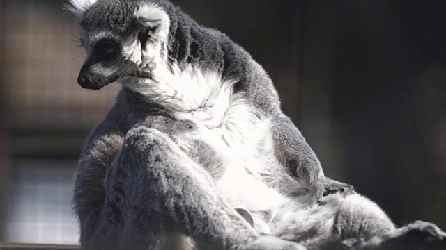 一只可爱的毛茸茸的狐猴正在晒太阳，在背上嗅着气味视频下载