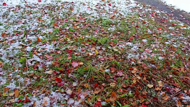 公园里白雪覆盖的小径山楂树的红叶在西伯利亚的深秋和初冬的大雪下视频素材