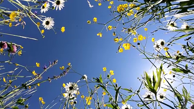 美丽的草地，长满野花，从下往上，蜜蜂牧场，4K视频购买