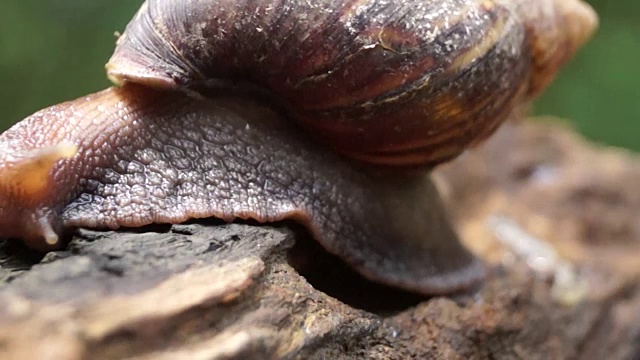 吃海藻的黑日本活板门池塘蜗牛bayuko视频素材