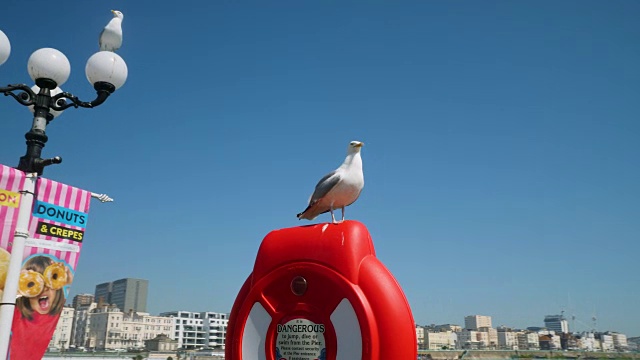 一只海鸥站在布赖顿宫码头的救生圈上。视频下载