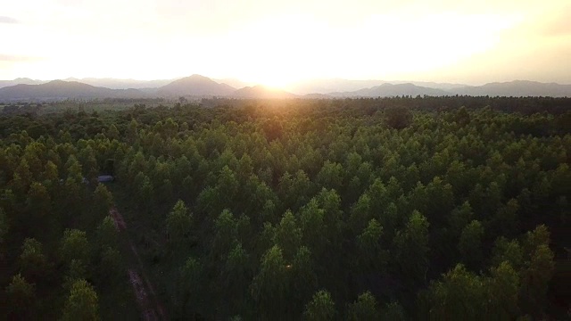 美丽的森林鸟瞰图视频素材