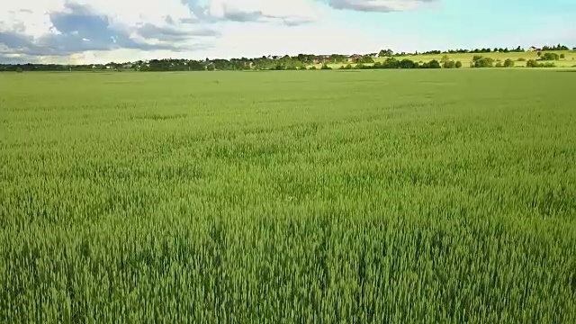 无人机在阳光明媚的日子里拍摄了大片绿色麦田，背景是天空和美丽的云彩视频素材