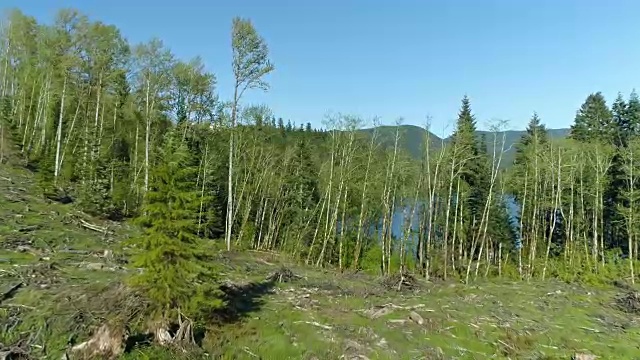 最近砍伐的林地边缘视频素材