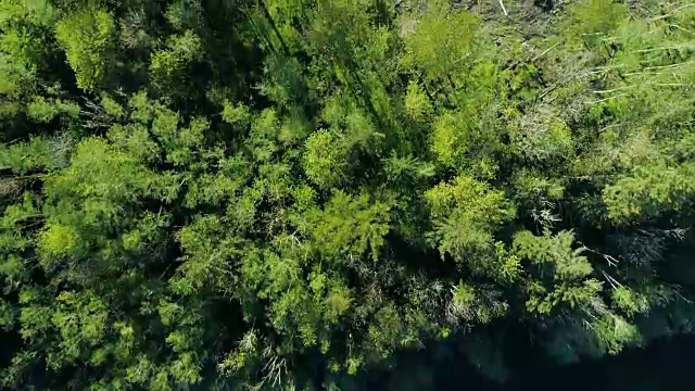 环境破坏林业概念-砍伐的树木砍伐砍伐木材工业无人机从上到下的视图视频素材