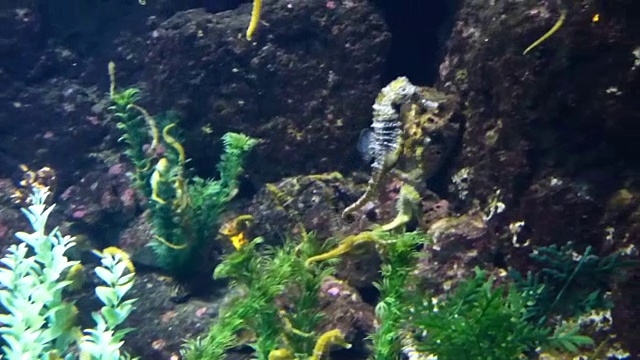 海马鱼在大水族馆里游泳视频素材