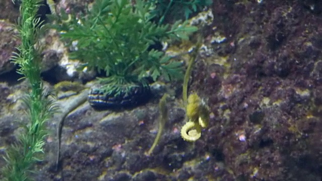 海马鱼在大水族馆里游泳视频素材