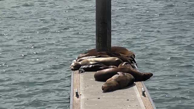 海港里的海狮视频素材