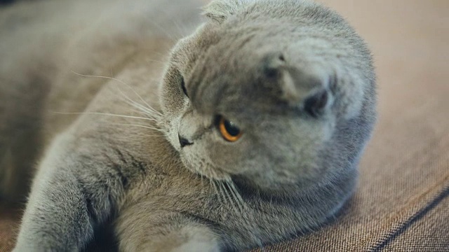 一只美丽的英国猫正躺在家里的沙发上。视频素材