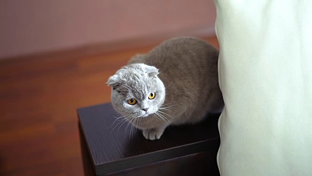高贵骄傲的猫躺在窗台上。视频素材