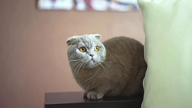 英国短毛猫的猫。视频素材