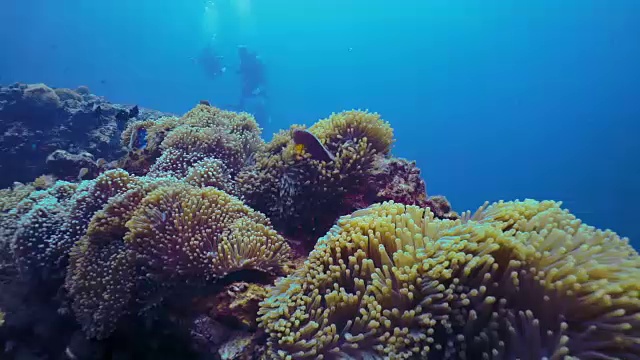 潜水员在充满活力的珊瑚礁与小丑鱼视频下载
